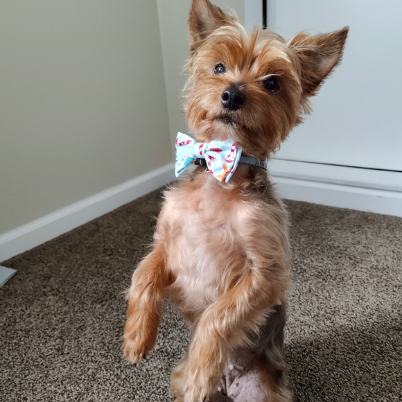 Holiday Bow and Bandana for Dog - Picture 6 of 6